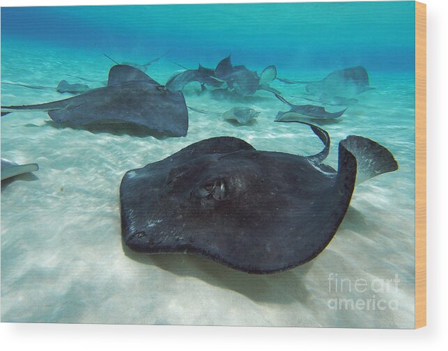 Stingray Wood Print featuring the photograph Stingrays by Carey Chen