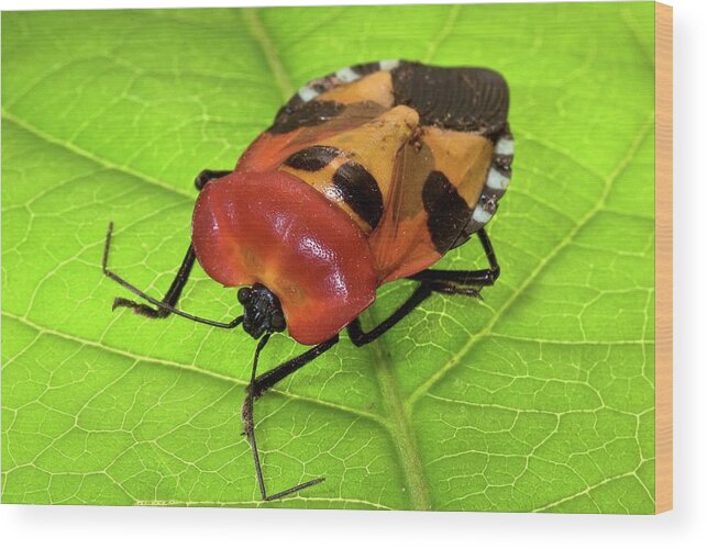 Stink Bug Wood Print featuring the photograph Stink Bug by Philippe Psaila/science Photo Library