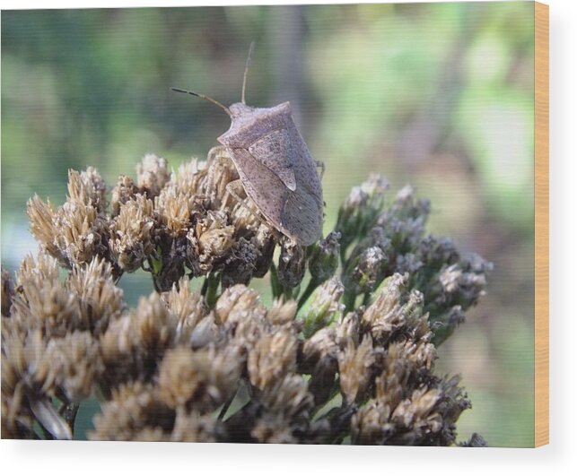 Nature Wood Print featuring the photograph Stinkbug by Peggy King