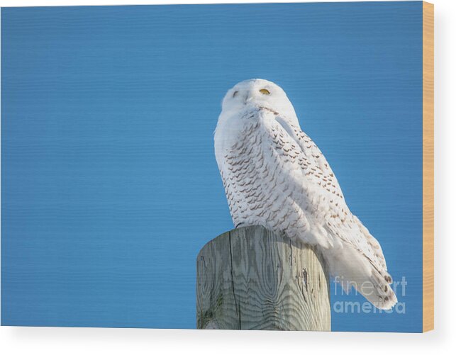  Wood Print featuring the photograph Stoic Snowy by Cheryl Baxter