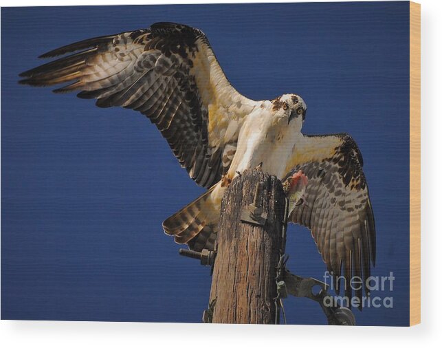 Osprey Wood Print featuring the photograph Stretch by Quinn Sedam
