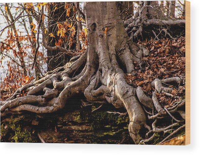Mt.laurel Wood Print featuring the photograph Strong Roots by Louis Dallara