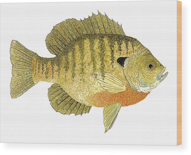 Fish Wood Print featuring the painting Study of a Bluegill Sunfish by Thom Glace
