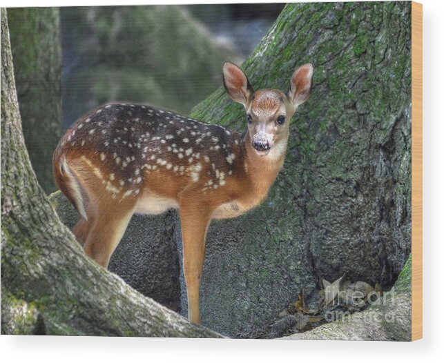 Deer Wood Print featuring the photograph Such A Deer by Kathy Baccari