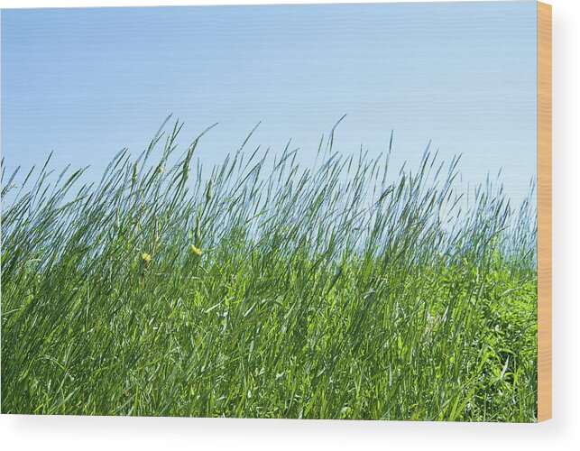 Tranquility Wood Print featuring the photograph Summertime Grass And Blue Sky by Thomas Firak Photography