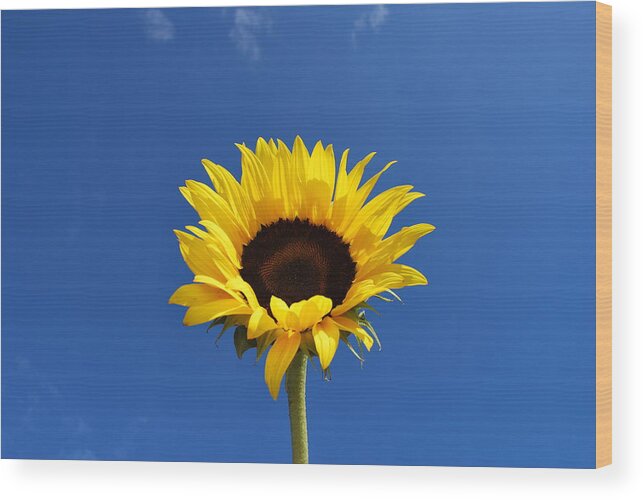 Flower Wood Print featuring the photograph Sunflower in the Sky Series 4 of 4 by May Photography