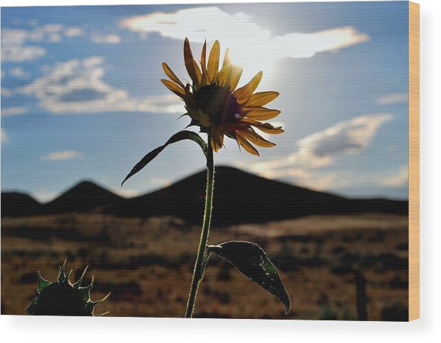 Sunflower Wood Print featuring the photograph Sunflower in the Sun by Matt Quest