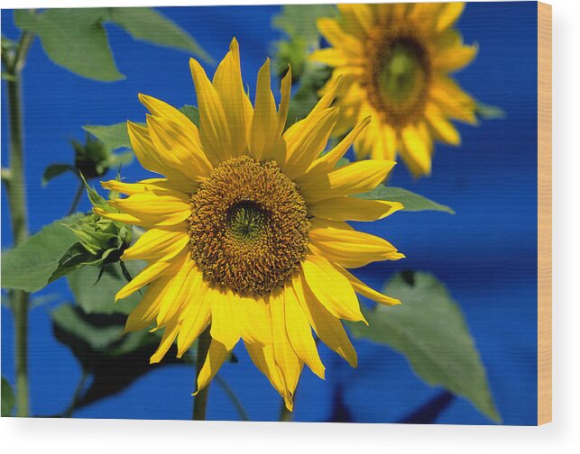 Agriculture Wood Print featuring the photograph Sunflower by John W. Bova