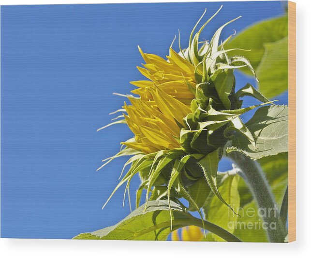 Flowers Wood Print featuring the photograph Sunflower by Linda Bianic