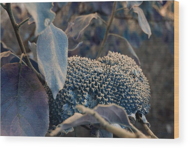 Sunflower Wood Print featuring the photograph Sunflower Seeds and Apple Leaves by Jo Smoley