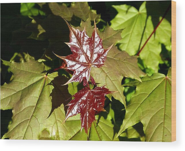Sunlit New Maple Leaves Wood Print featuring the photograph Sunlit New Maple Leaves by Will Borden