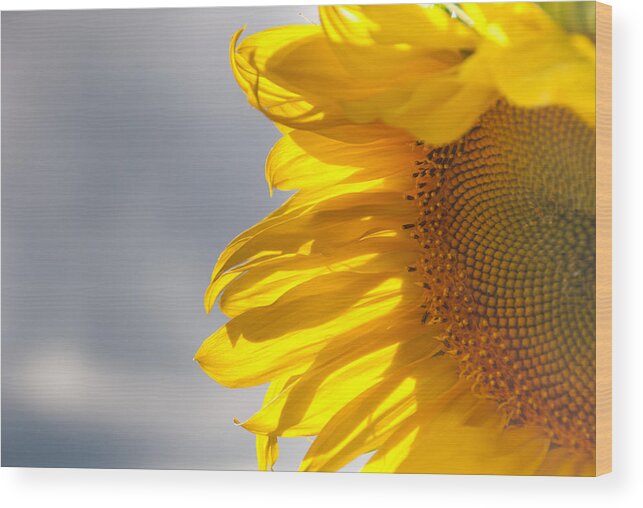 Sunflower Wood Print featuring the photograph Sunny Sunflower by Cheryl Baxter