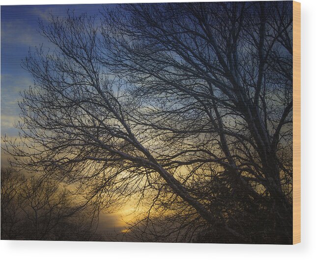 Usa Wood Print featuring the photograph Sunset Over The Tree by Kate Hannon