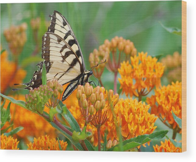 Photograph Wood Print featuring the photograph Swallowtail by Larah McElroy