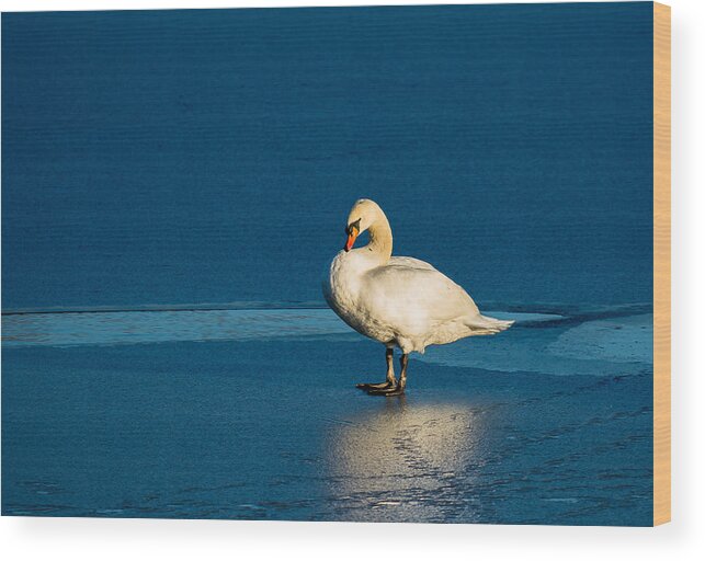 Swan Wood Print featuring the photograph Swan In Last Sunlight On Frozen Lake by Andreas Berthold