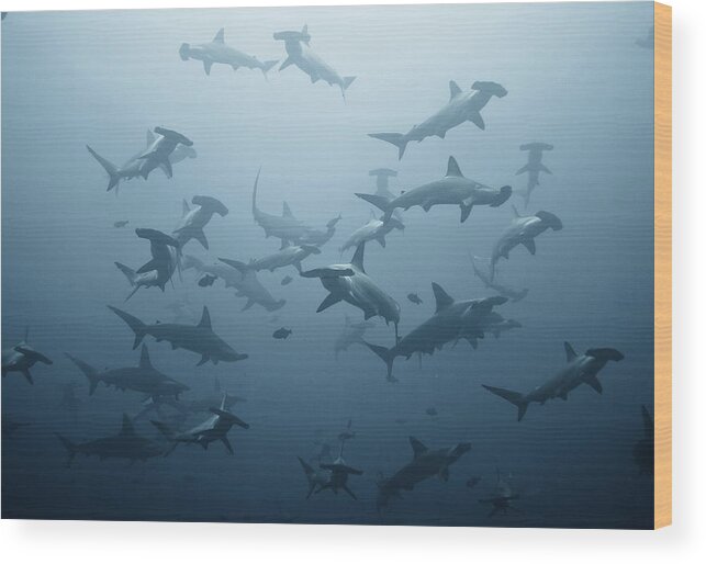 Sharks Wood Print featuring the photograph Swarming by Alexander Safonov