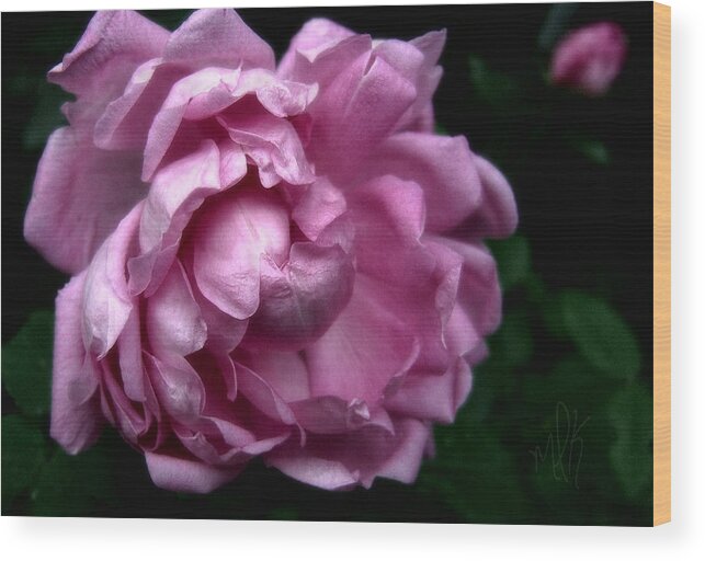 Rose Wood Print featuring the photograph Sweet Fleeting Beauty by Louise Kumpf