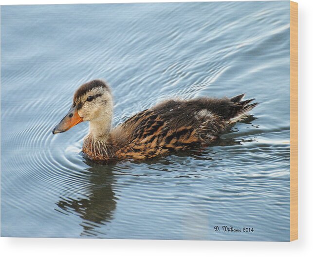 Duck Wood Print featuring the photograph Swimming Mallard Hen by Dan Williams