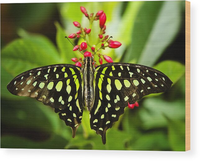 Tailed Green Jay Butterfly Wood Print featuring the photograph Tailed Green Jay Butterfly by Saija Lehtonen
