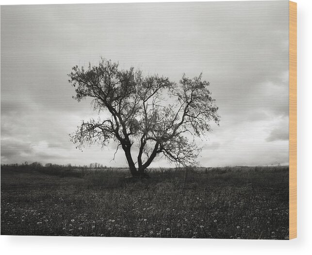 Trees Wood Print featuring the photograph Tall Grass Romance by J C