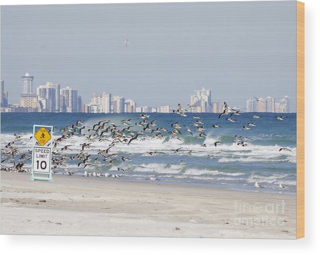 Birds Wood Print featuring the photograph Terns On The Move by Deborah Benoit