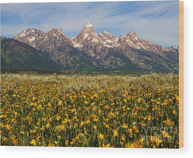 Mountains Wood Print featuring the photograph Tetons and Yellow by Edward R Wisell