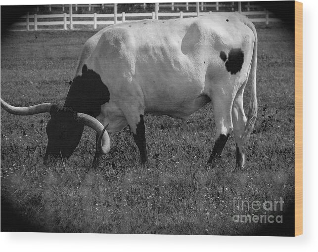 Cattle Wood Print featuring the photograph Texas Longhorn Iv by Anita Lewis