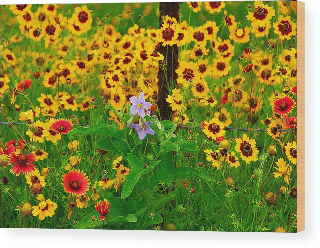 Wildflower Wood Print featuring the photograph Texas Spring Delight by Lynn Bauer