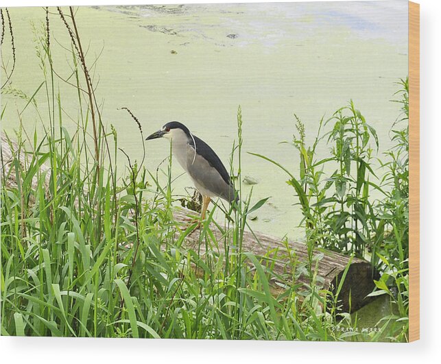 Black-crowned Night Heron Wood Print featuring the photograph The Black-crowned Night Heron by Verana Stark