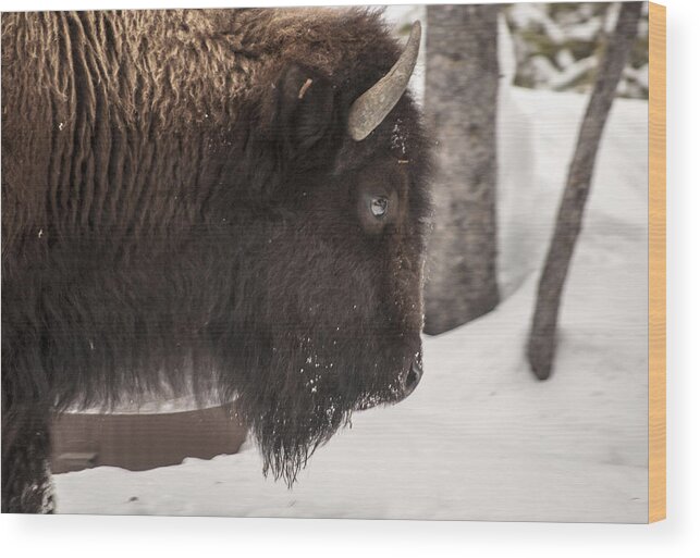 Nature Wood Print featuring the photograph The close up by Richard Verkuyl