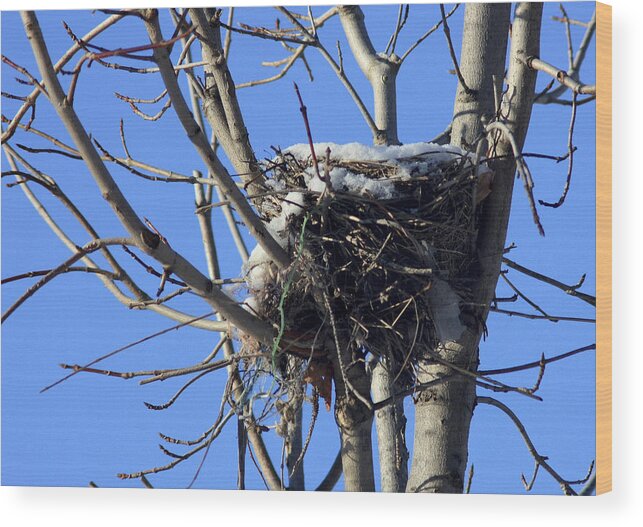 Nest Wood Print featuring the photograph The Cold Nest by Nick Mares