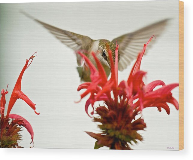 Birds Wood Print featuring the photograph The Eye of the Hummingbird by Kristin Hatt