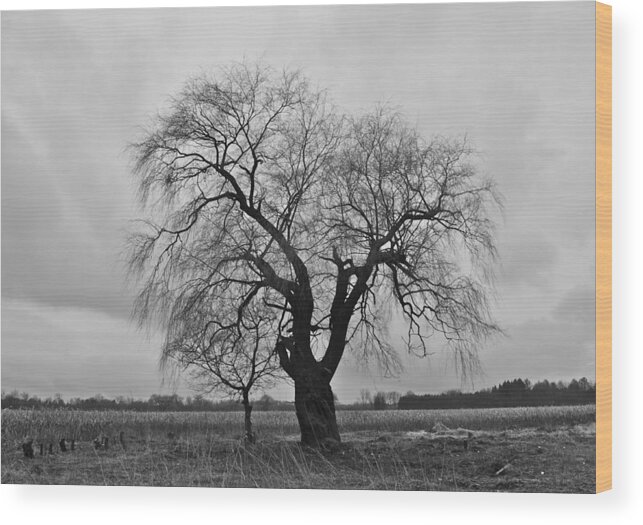 Tree Wood Print featuring the photograph The Fall by Brooke Friendly