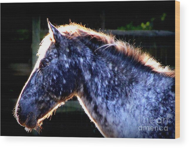 Horse Wood Print featuring the photograph The Galaxy by Rabiah Seminole