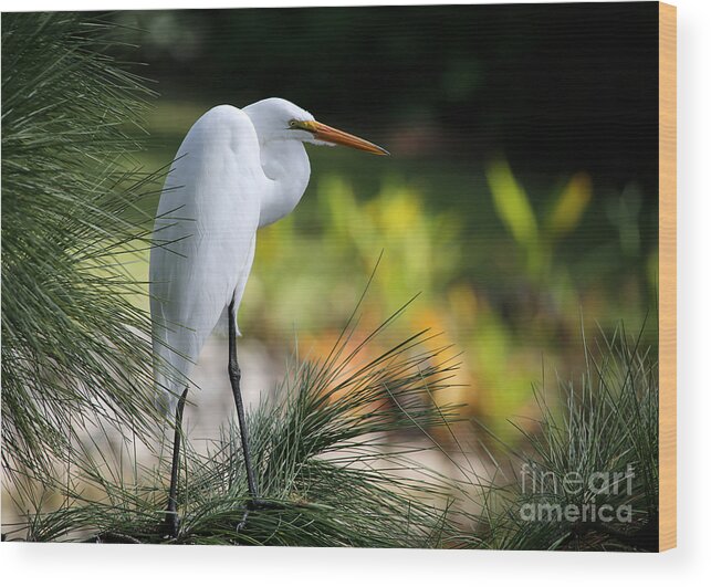 Landscape Wood Print featuring the photograph The Great White Egret by Sabrina L Ryan