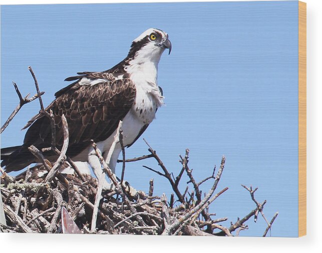 Osprey Wood Print featuring the photograph The Hunter by Rosemary Aubut