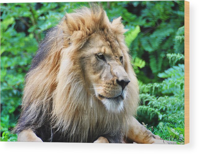 Lion Wood Print featuring the photograph The KING...Lazy Boy at the Buffalo Zoo by Michael Frank Jr