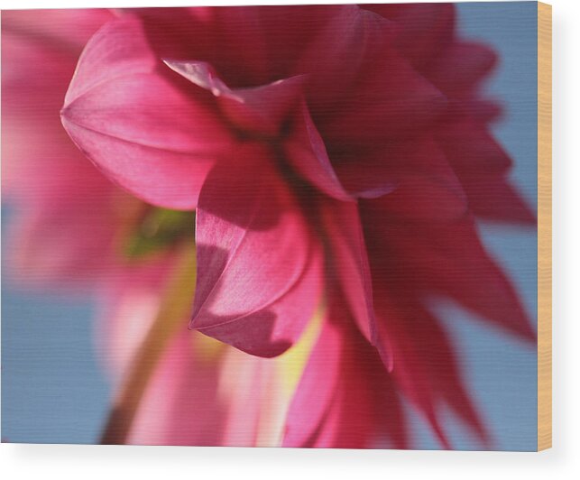 Dahlia Wood Print featuring the photograph The Light Touch by Connie Handscomb