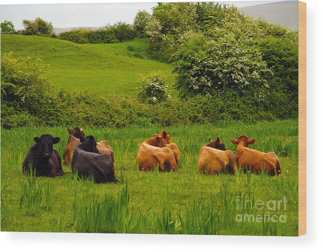 Cow Photography Wood Print featuring the photograph The Lookout by Patricia Griffin Brett