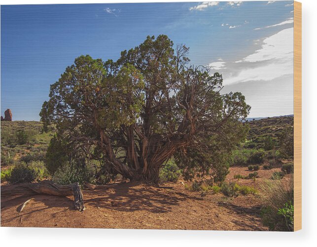 Juniper Tree Wood Print featuring the photograph The Old Juniper Tree by Sandra Selle Rodriguez
