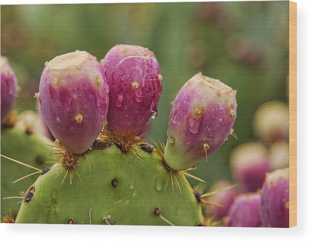 Prickly Pear Cactus Wood Print featuring the photograph The Prickly Pear by Saija Lehtonen