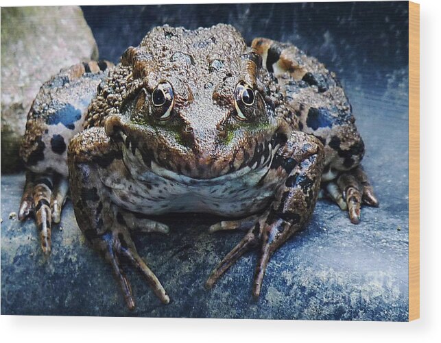 Frog Wood Print featuring the photograph The Queen by Binka Kirova