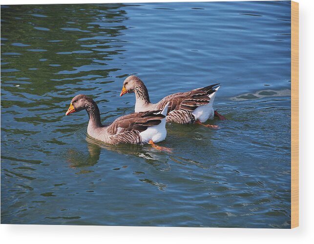 Two Geese Wood Print featuring the photograph The Race Is On by Linda Segerson