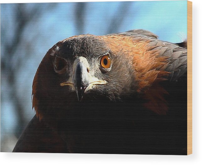 Nature Wood Print featuring the photograph The Sharp Gaze by Steven Reed