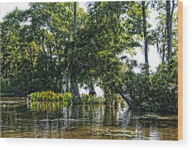 River Wood Print featuring the photograph The Swamp by Ralph Jones