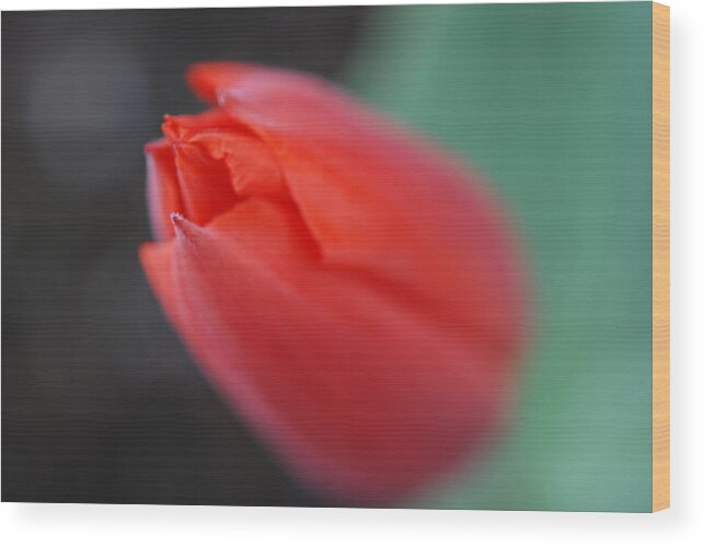 Tulip Wood Print featuring the photograph The Tip of the Tulip by Kathy Paynter