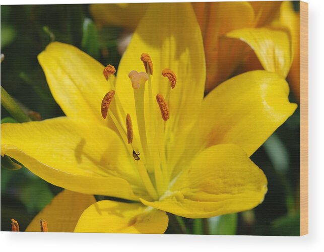 Lilly Wood Print featuring the photograph This Lilly is for Joyce by Kathy Paynter