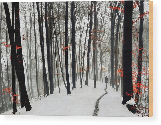 Forest Wood Print featuring the photograph Through Autumn And Winter by 