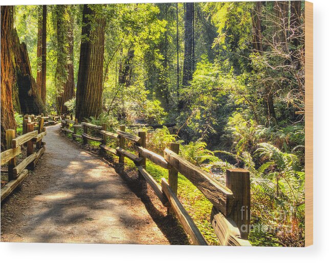 Redwood Trees Wood Print featuring the photograph Through the Woods by Paul Gillham