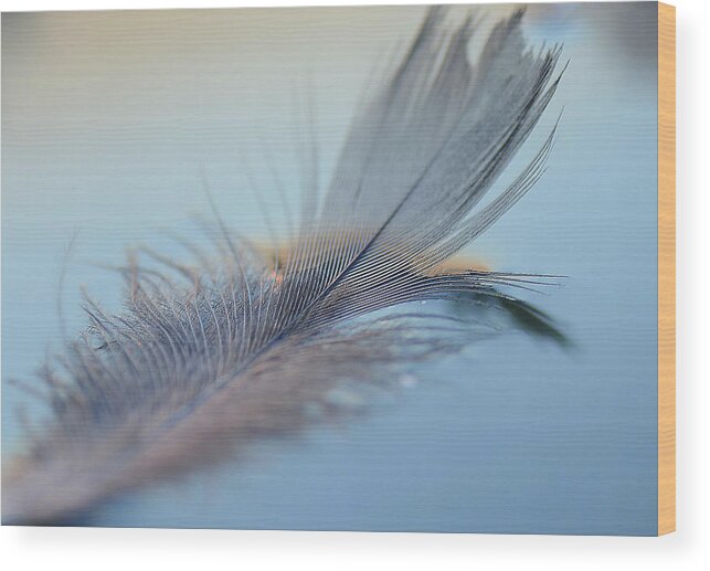 Feathers Wood Print featuring the photograph Tickle Me 4 by Fraida Gutovich